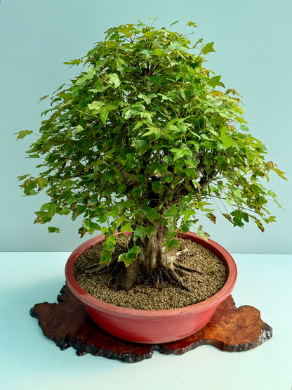 Large Mature Trident Maple Bonsai | Development Tree – 85cm