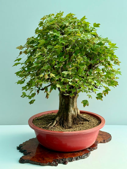 Large Mature Trident Maple Bonsai | Development Tree – 85cm