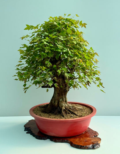 Large Mature Trident Maple Bonsai | Development Tree – 85cm