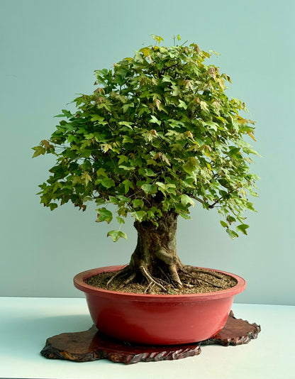 Large Mature Trident Maple Bonsai | Development Tree – 85cm