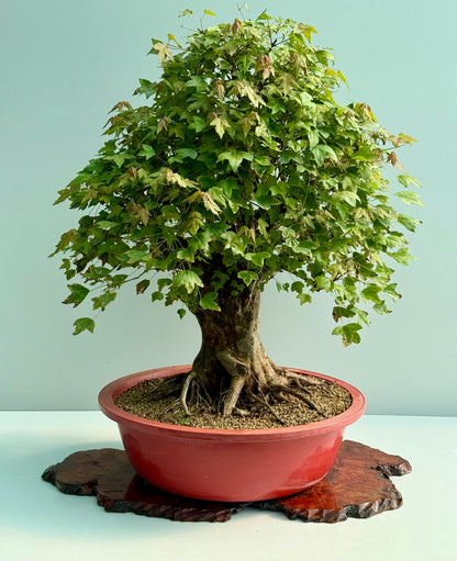 Large Mature Trident Maple Bonsai | Development Tree – 85cm