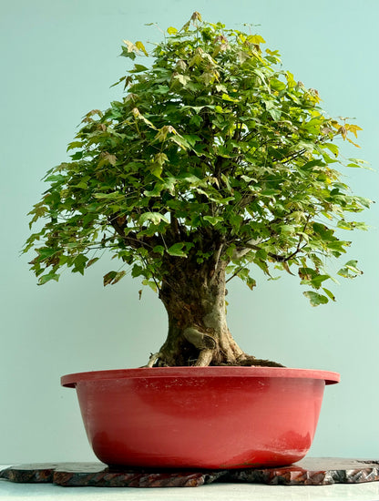 Large Mature Trident Maple Bonsai | Development Tree – 85cm