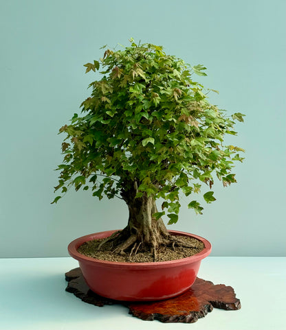 Large Mature Trident Maple Bonsai | Development Tree – 85cm