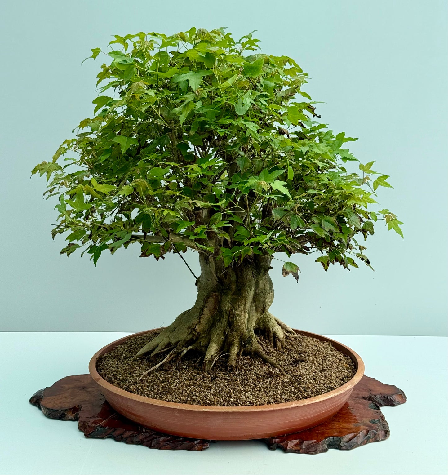 Mature Trident Maple Bonsai | Large Development Tree – 70cm