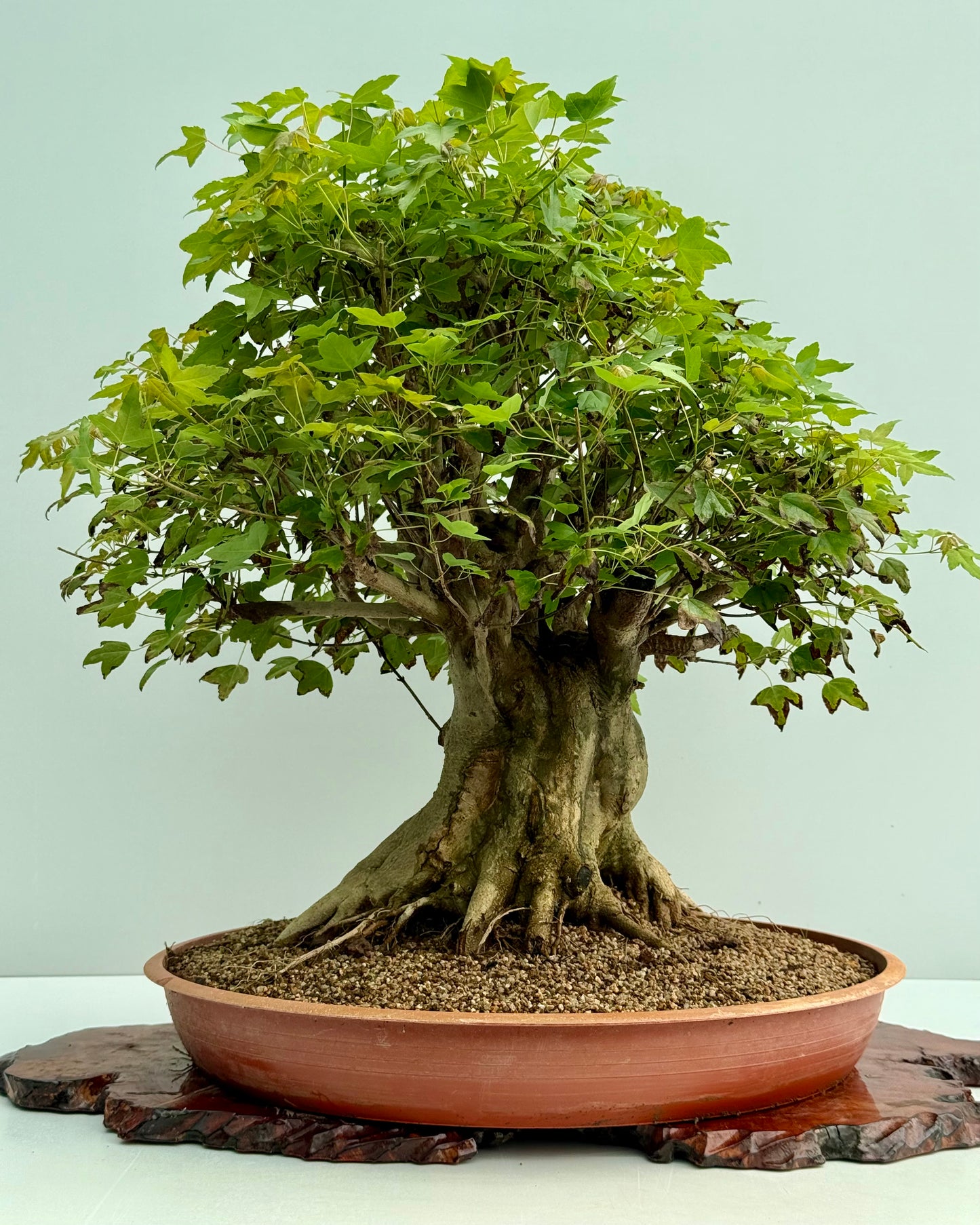 Mature Trident Maple Bonsai | Large Development Tree – 70cm