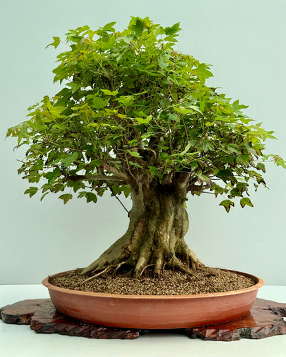 Mature Trident Maple Bonsai | Large Development Tree – 70cm