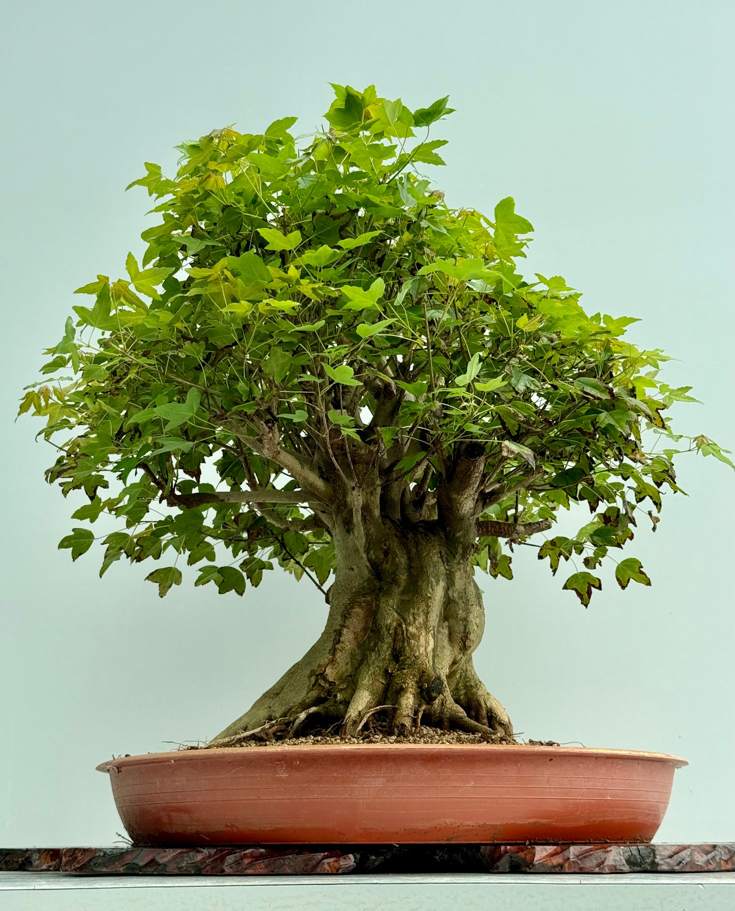 Mature Trident Maple Bonsai | Large Development Tree – 70cm
