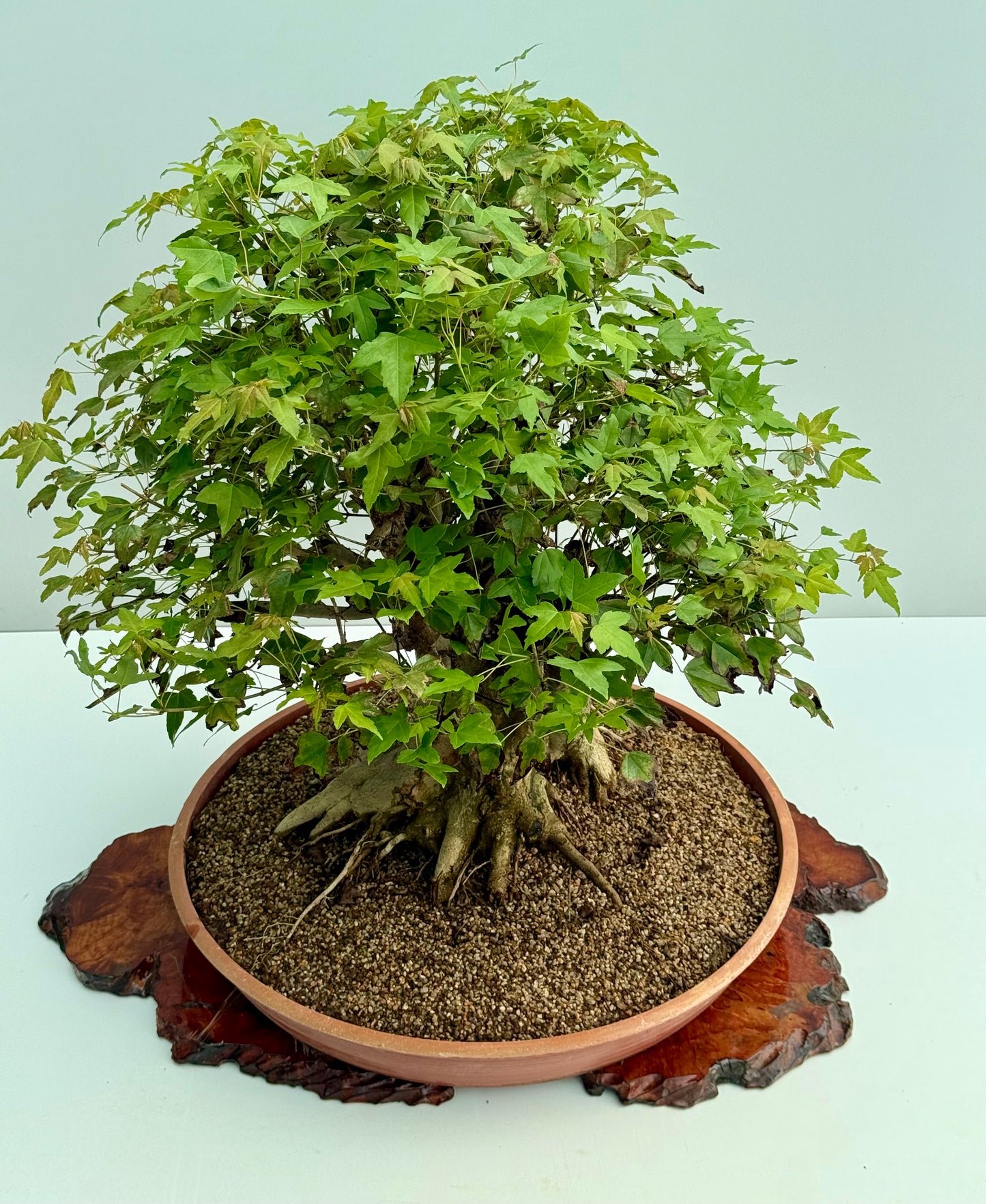 Mature Trident Maple Bonsai | Large Development Tree – 70cm