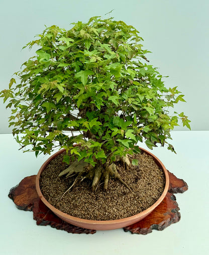 Mature Trident Maple Bonsai | Large Development Tree – 70cm