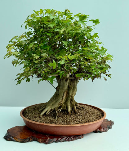 Mature Trident Maple Bonsai | Large Development Tree – 70cm
