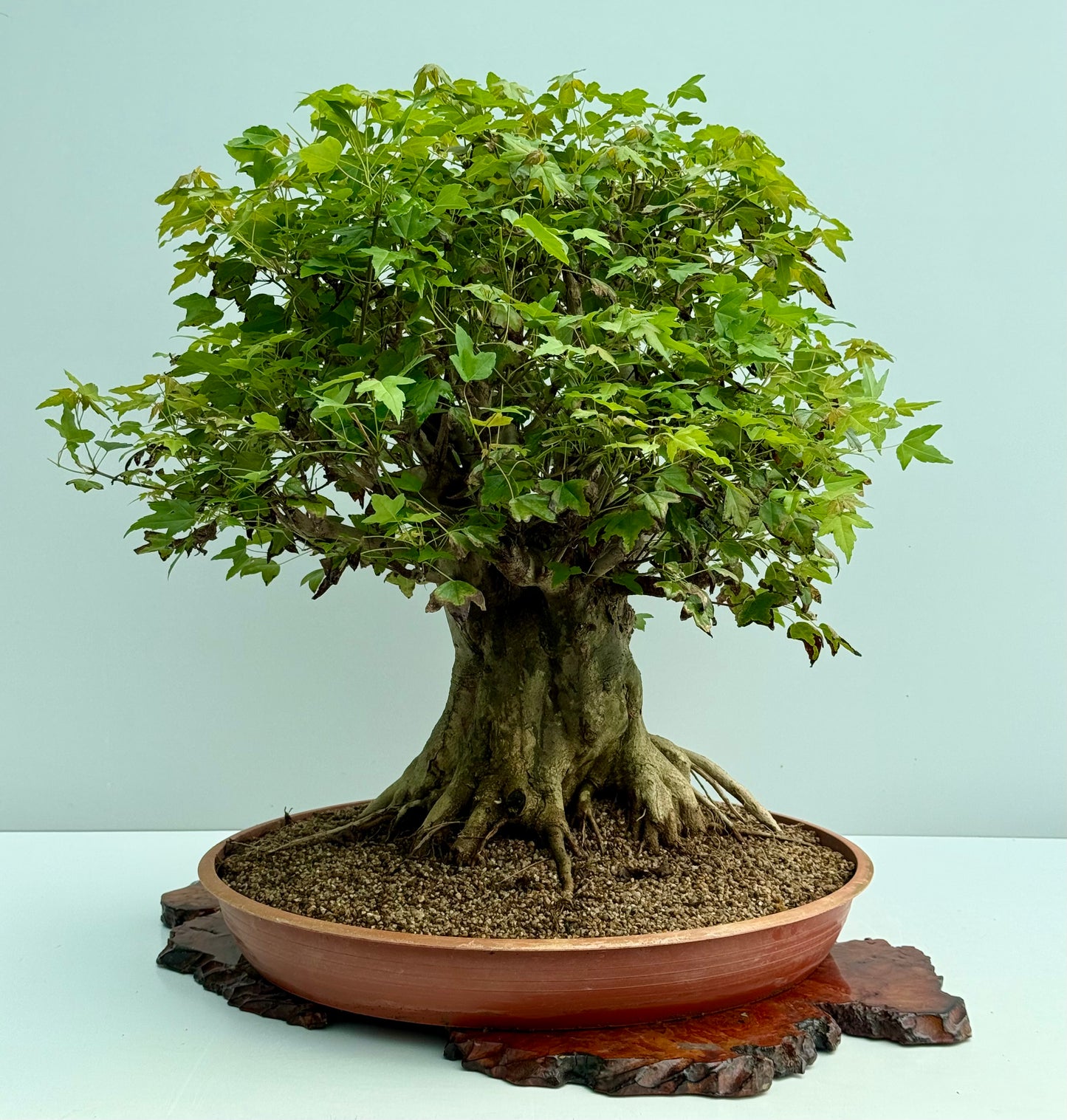 Mature Trident Maple Bonsai | Large Development Tree – 70cm