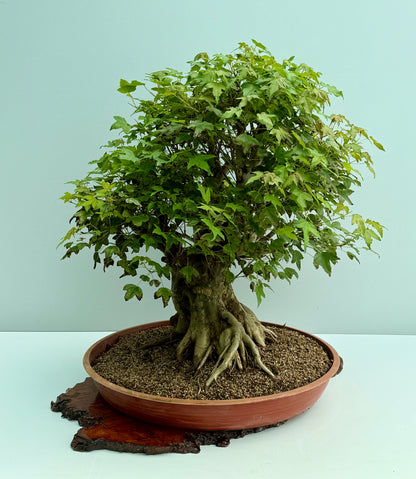Mature Trident Maple Bonsai | Large Development Tree – 70cm
