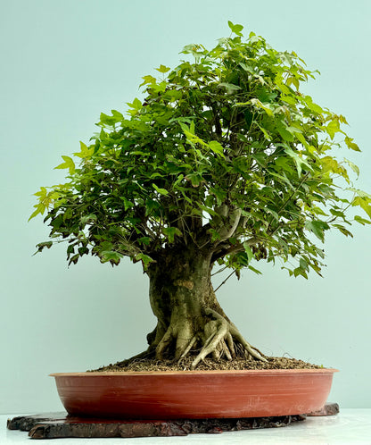 Mature Trident Maple Bonsai | Large Development Tree – 70cm