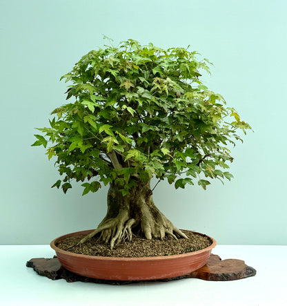 Mature Trident Maple Bonsai | Large Development Tree – 70cm