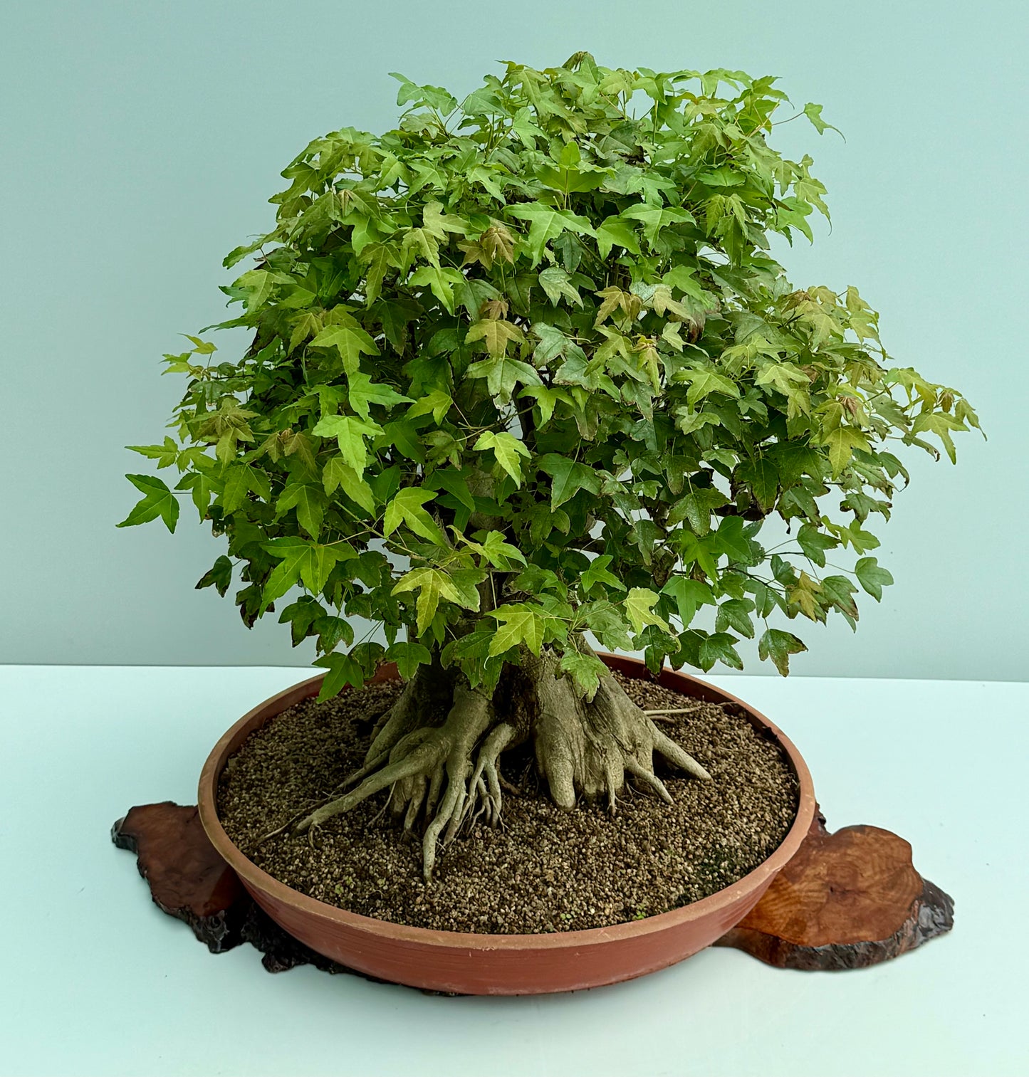 Mature Trident Maple Bonsai | Large Development Tree – 70cm