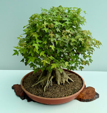 Mature Trident Maple Bonsai | Large Development Tree – 70cm