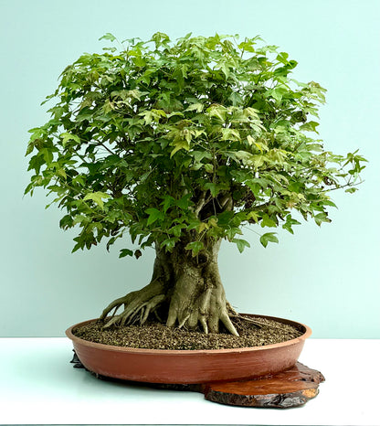 Mature Trident Maple Bonsai | Large Development Tree – 70cm