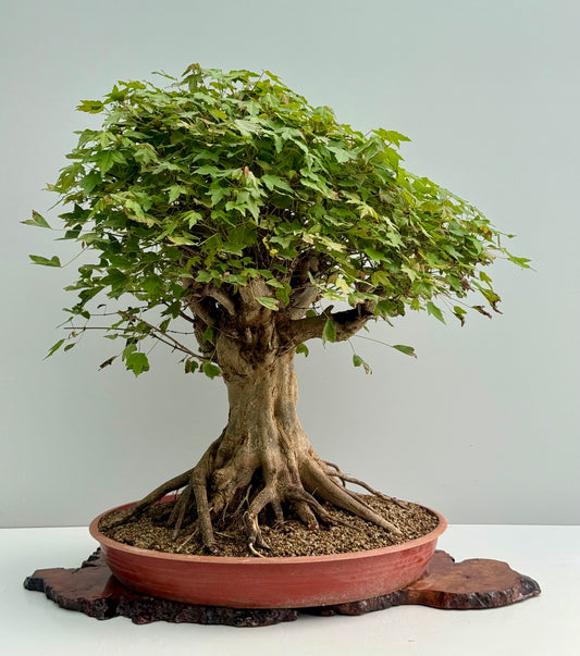 Mature Trident Maple Bonsai | Large Development Tree – 70cm