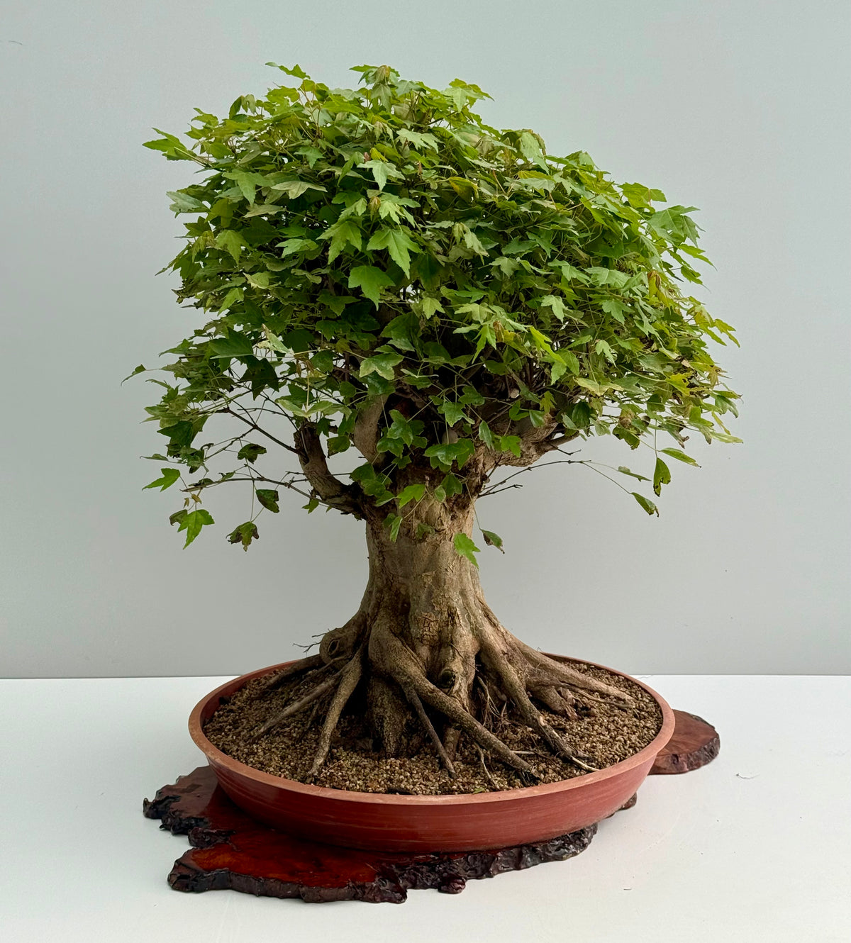 Mature Trident Maple Bonsai | Large Development Tree – 70cm