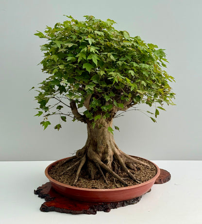 Mature Trident Maple Bonsai | Large Development Tree – 70cm
