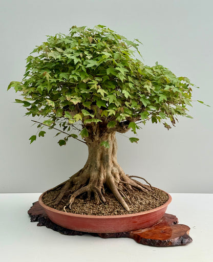 Mature Trident Maple Bonsai | Large Development Tree – 70cm