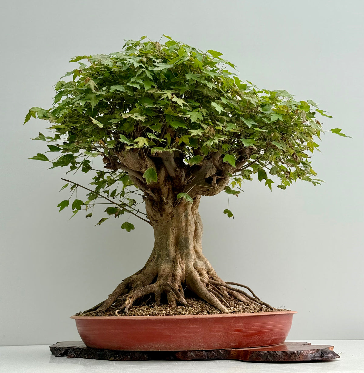 Mature Trident Maple Bonsai | Large Development Tree – 70cm