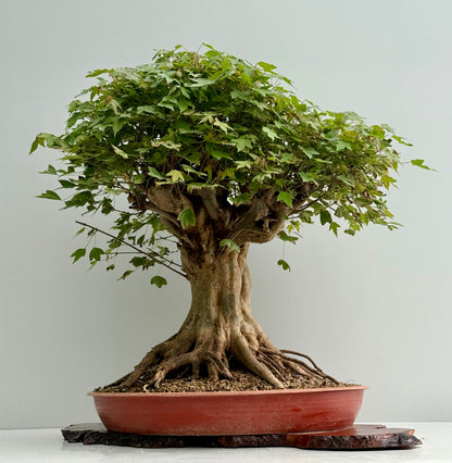 Mature Trident Maple Bonsai | Large Development Tree – 70cm