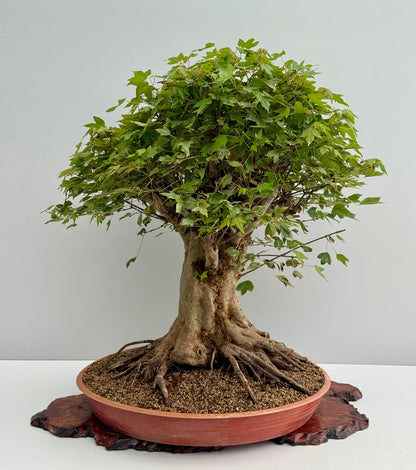 Mature Trident Maple Bonsai | Large Development Tree – 70cm