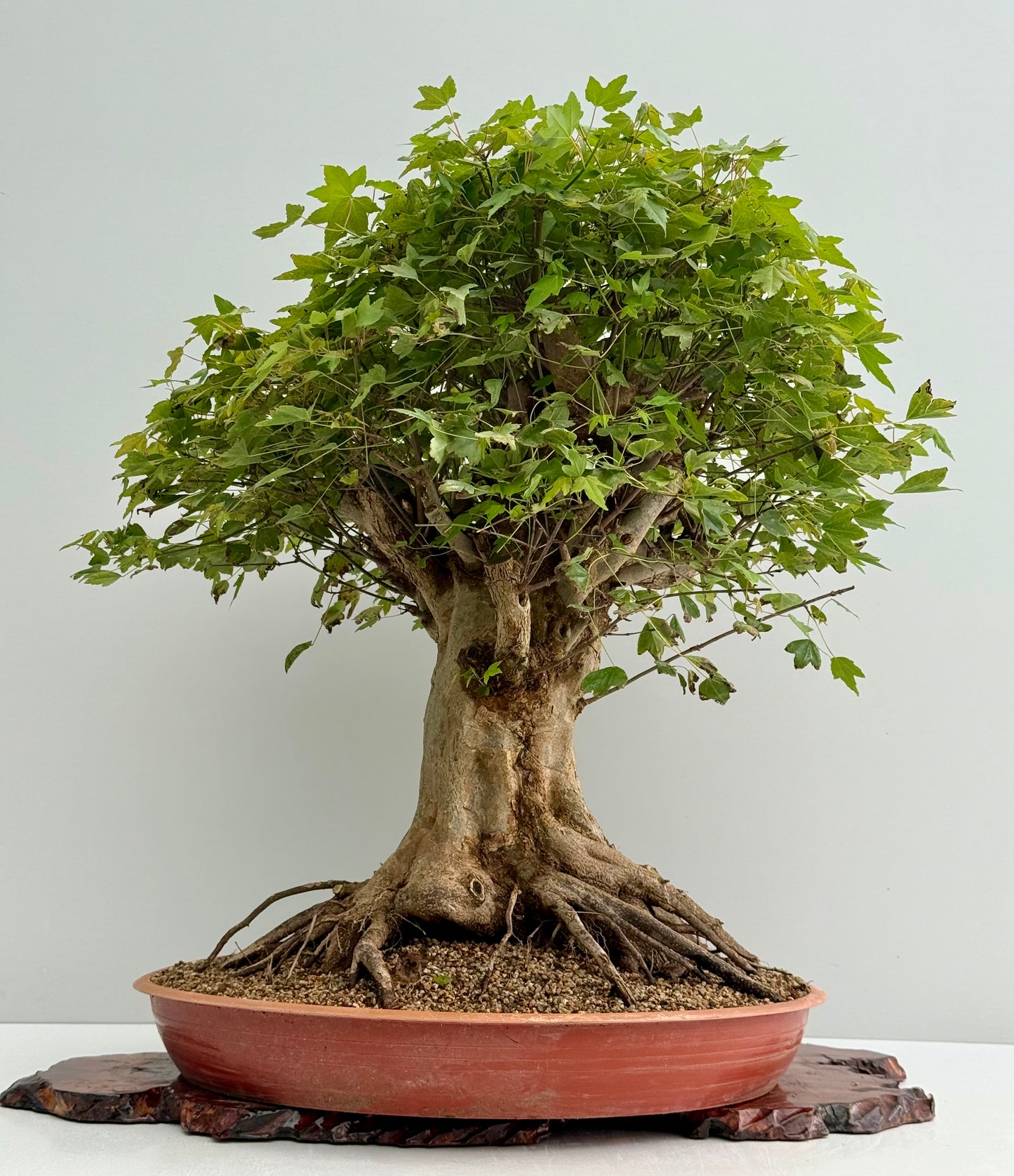 Mature Trident Maple Bonsai | Large Development Tree – 70cm