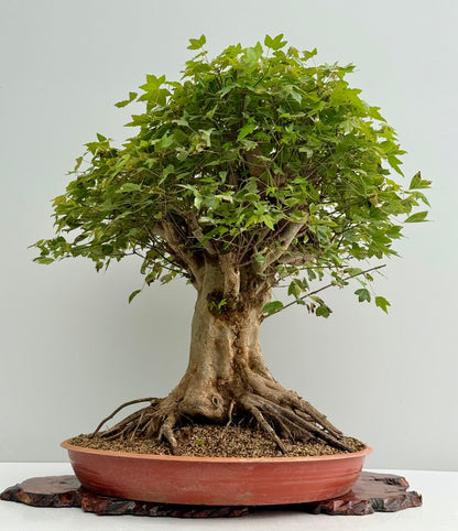 Mature Trident Maple Bonsai | Large Development Tree – 70cm