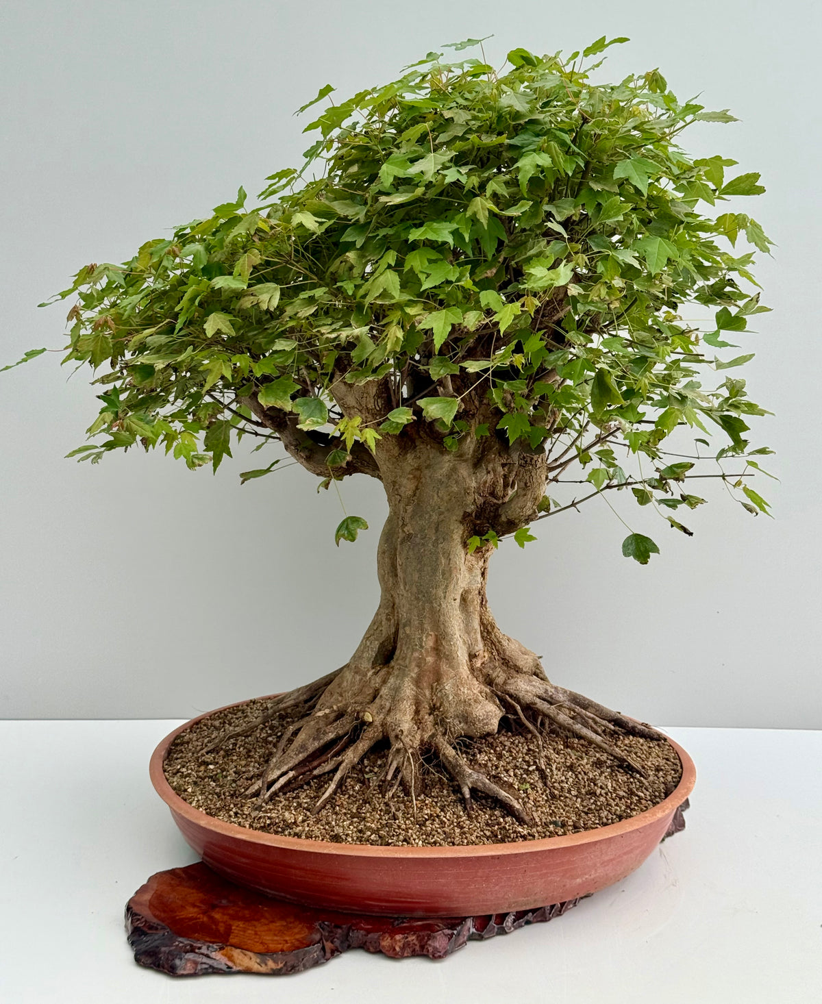 Mature Trident Maple Bonsai | Large Development Tree – 70cm