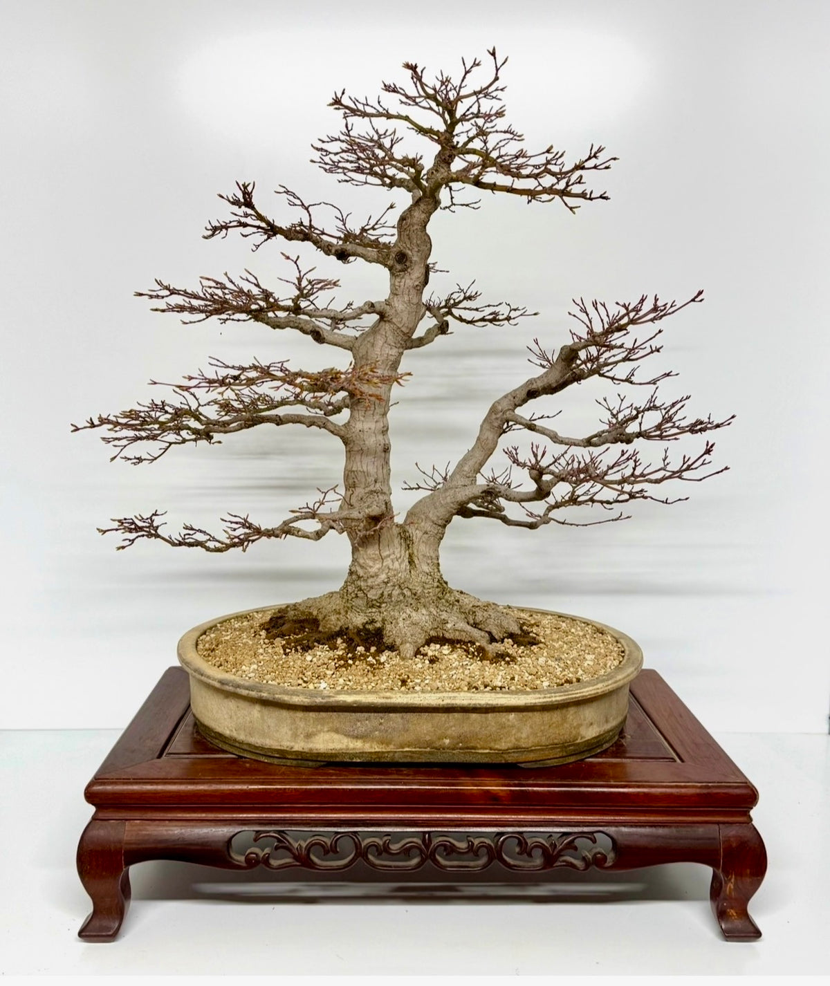 Mountain Maple Bonsai – Exhibition Specimen in Gordon Duffett Pot - 68cm