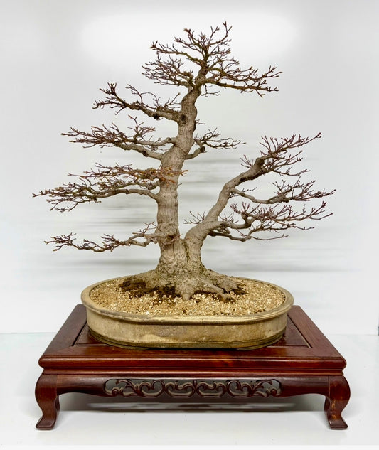 Mountain Maple Bonsai – Exhibition Specimen in Gordon Duffett Pot - 68cm