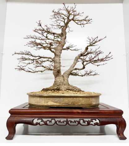 Mountain Maple Bonsai – Exhibition Specimen in Gordon Duffett Pot - 68cm