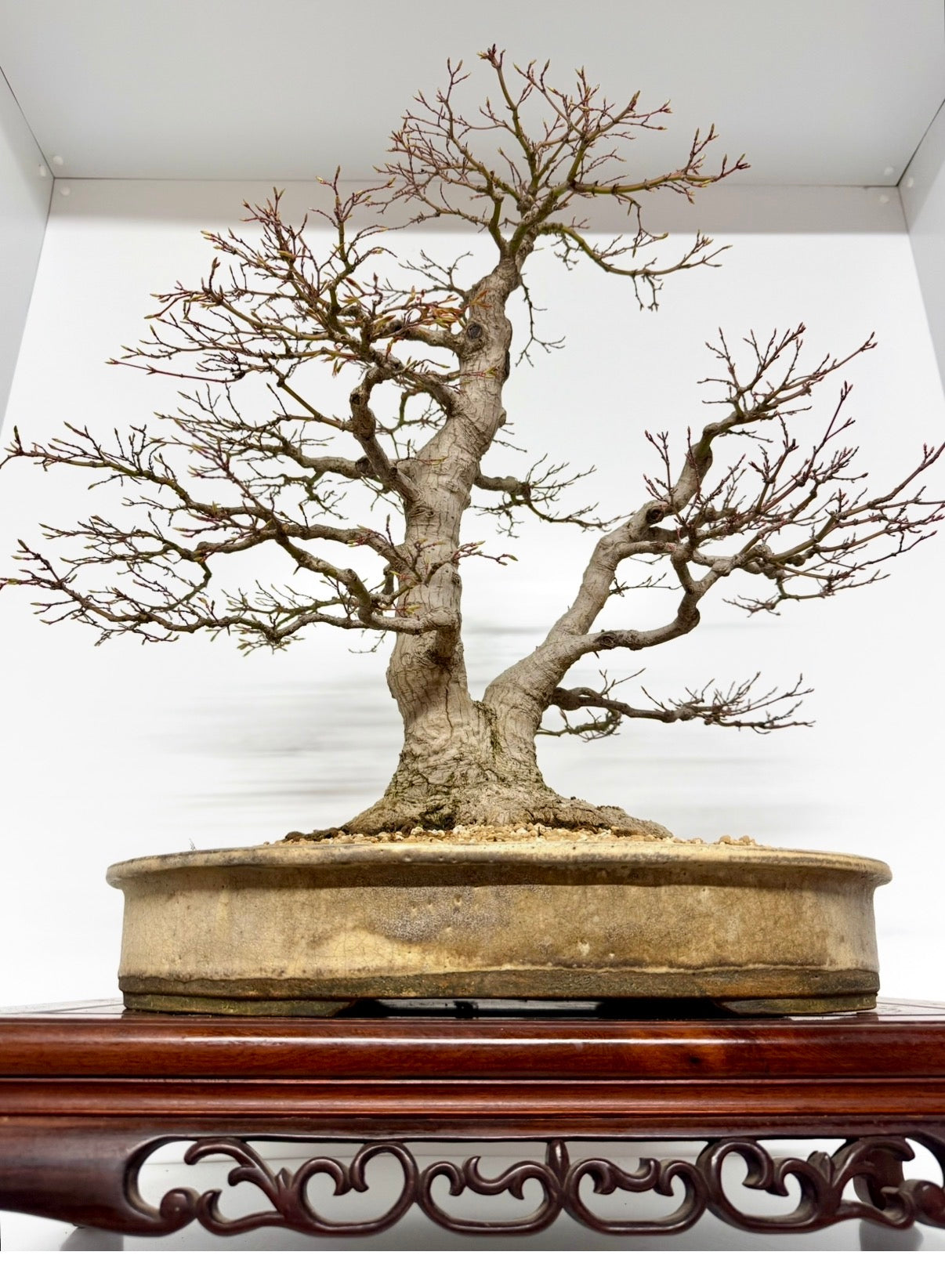 Mountain Maple Bonsai – Exhibition Specimen in Gordon Duffett Pot - 68cm