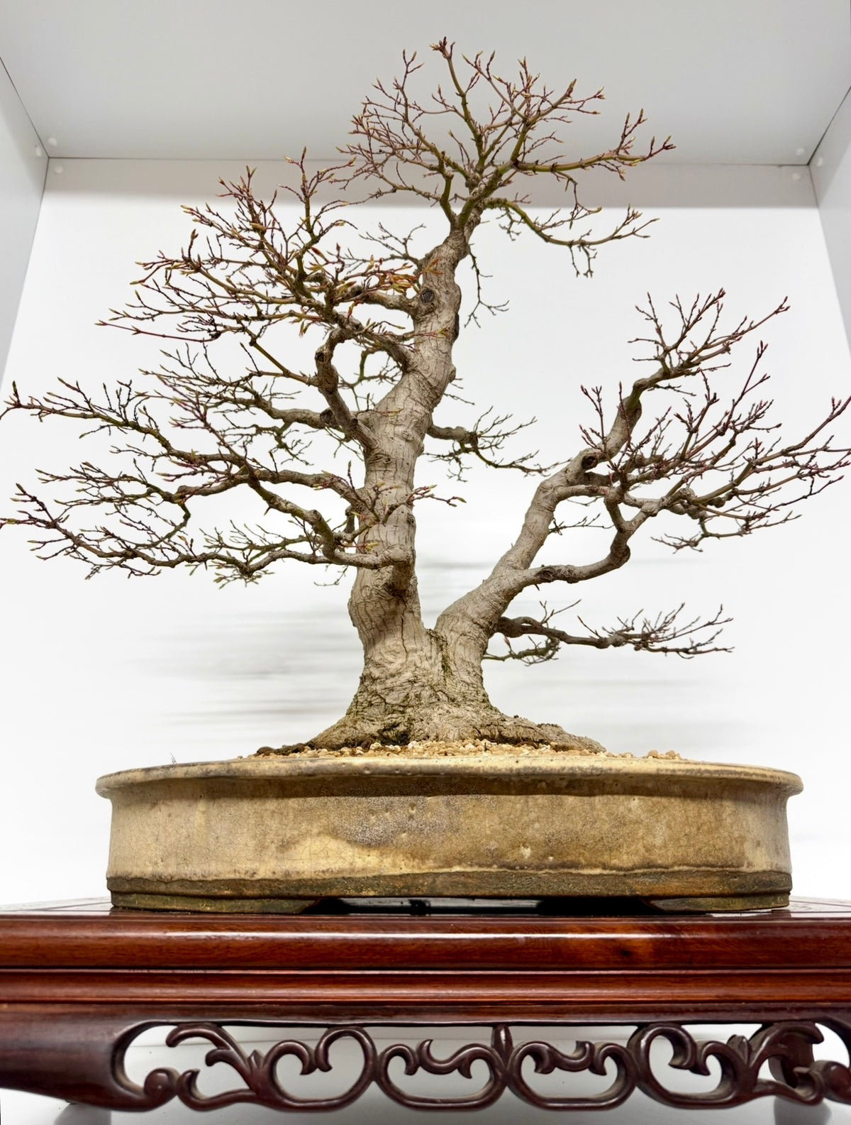 Mountain Maple Bonsai – Exhibition Specimen in Gordon Duffett Pot - 68cm