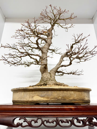 Mountain Maple Bonsai – Exhibition Specimen in Gordon Duffett Pot - 68cm