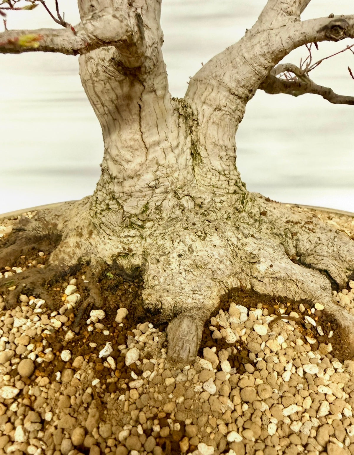 Mountain Maple Bonsai – Exhibition Specimen in Gordon Duffett Pot - 68cm