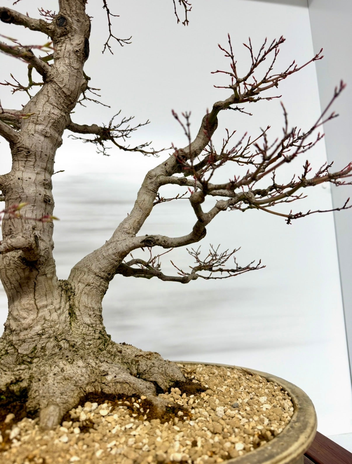 Mountain Maple Bonsai – Exhibition Specimen in Gordon Duffett Pot - 68cm