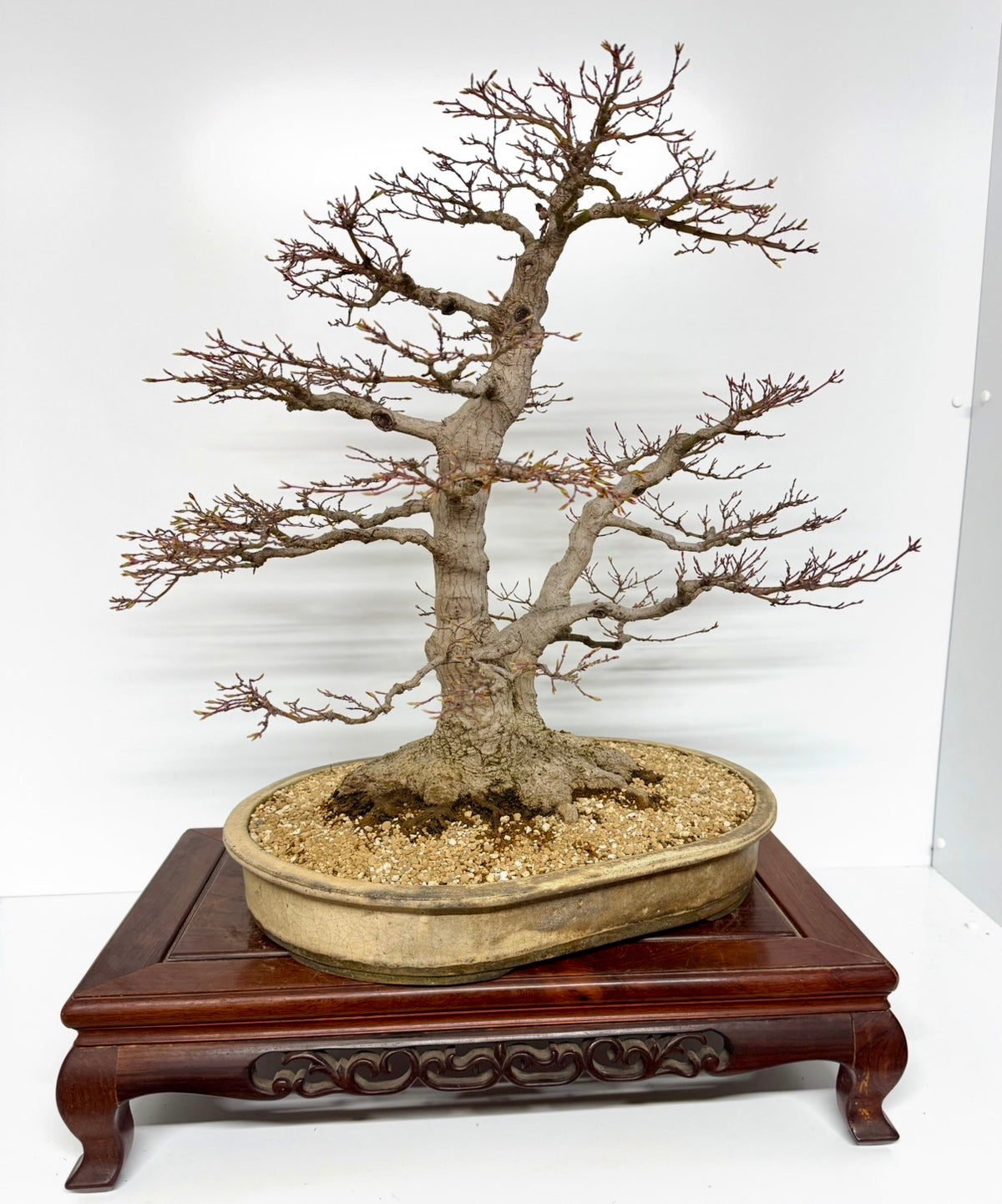Mountain Maple Bonsai – Exhibition Specimen in Gordon Duffett Pot - 68cm