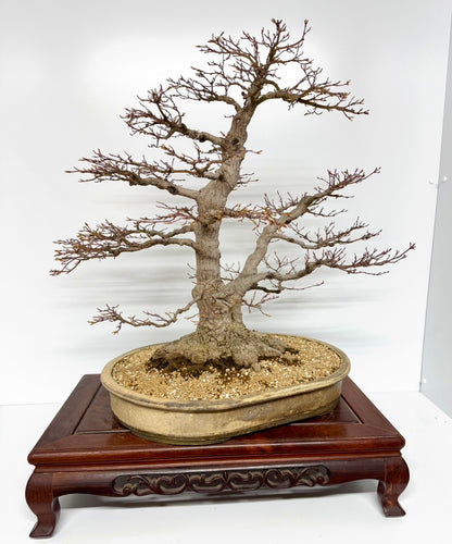 Mountain Maple Bonsai – Exhibition Specimen in Gordon Duffett Pot - 68cm