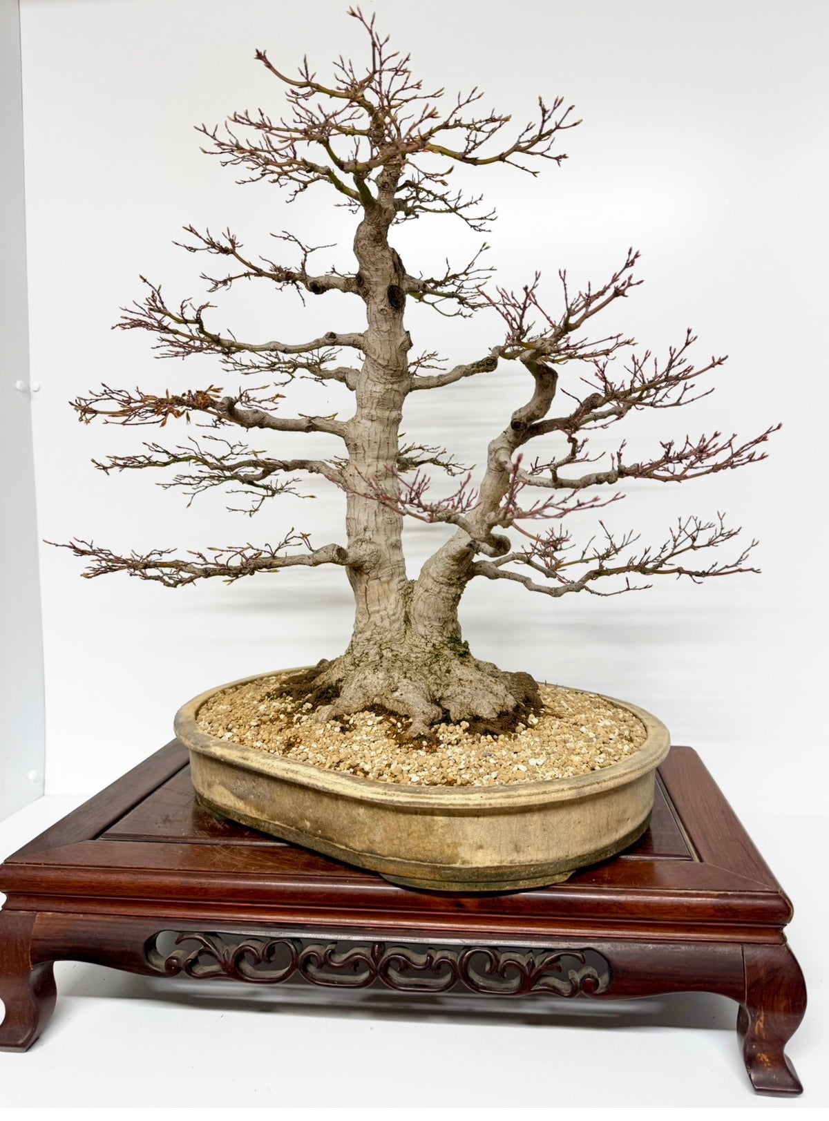 Mountain Maple Bonsai – Exhibition Specimen in Gordon Duffett Pot - 68cm