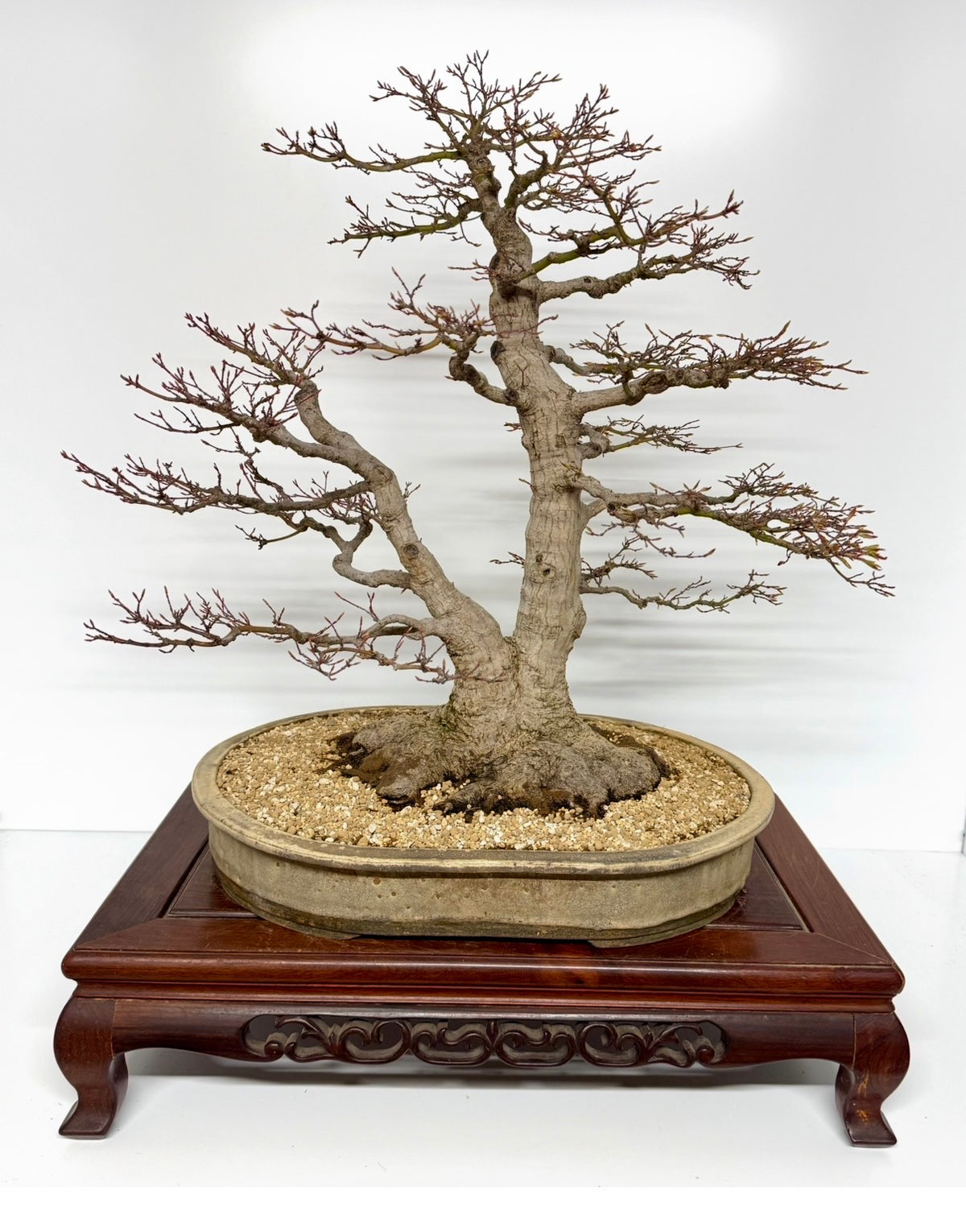 Mountain Maple Bonsai – Exhibition Specimen in Gordon Duffett Pot - 68cm