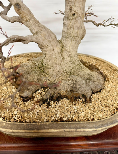 Mountain Maple Bonsai – Exhibition Specimen in Gordon Duffett Pot - 68cm