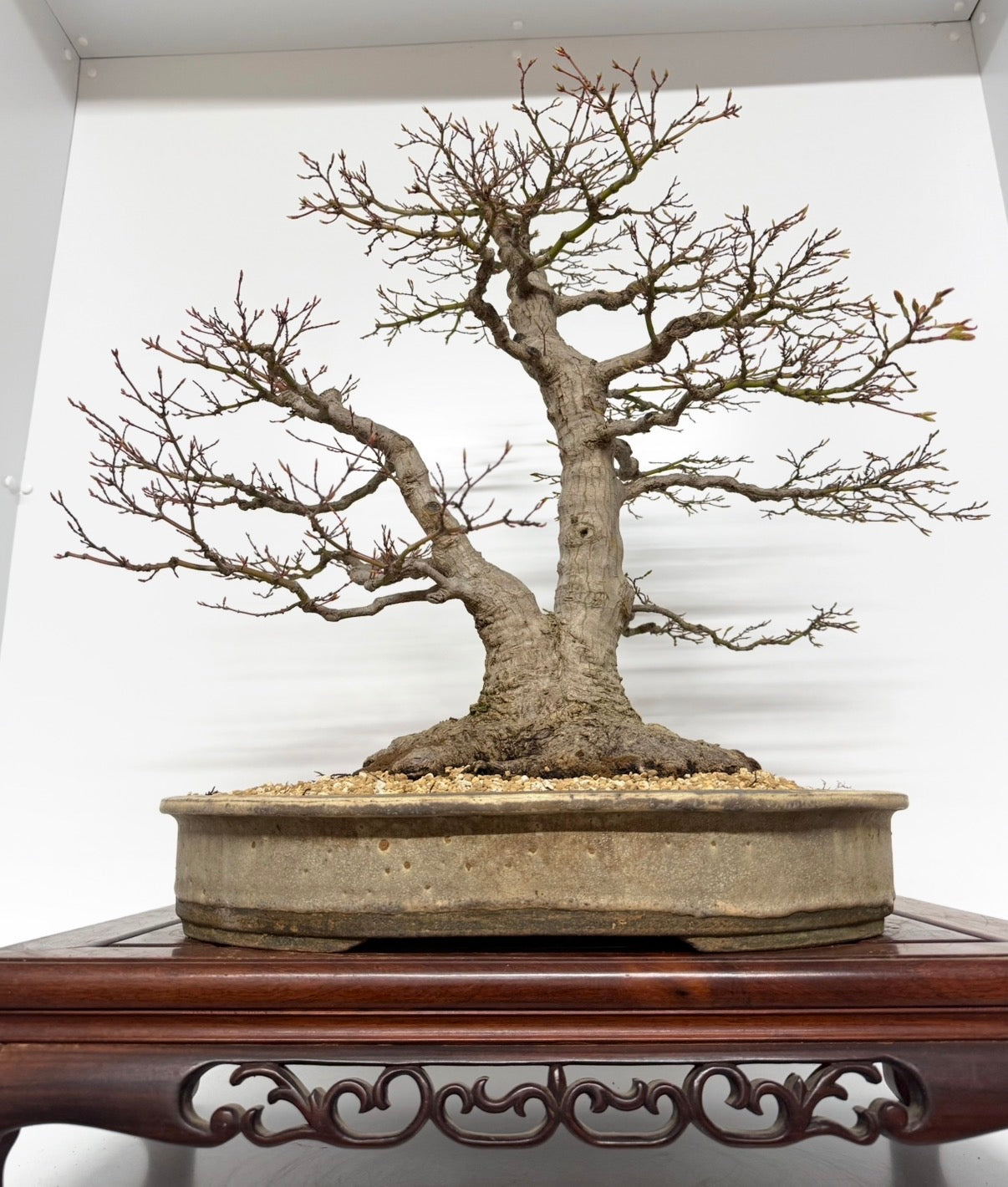 Mountain Maple Bonsai – Exhibition Specimen in Gordon Duffett Pot - 68cm