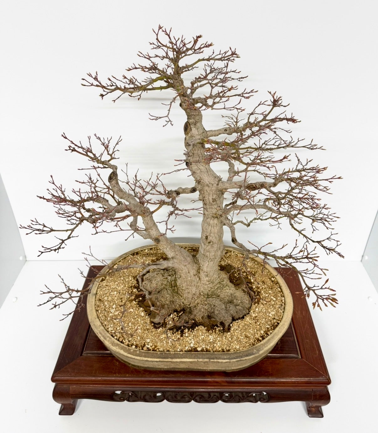 Mountain Maple Bonsai – Exhibition Specimen in Gordon Duffett Pot - 68cm