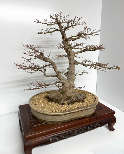 Mountain Maple Bonsai – Exhibition Specimen in Gordon Duffett Pot - 68cm