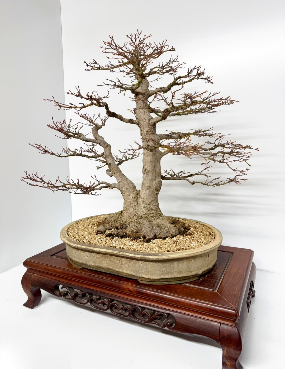 Mountain Maple Bonsai – Exhibition Specimen in Gordon Duffett Pot - 68cm