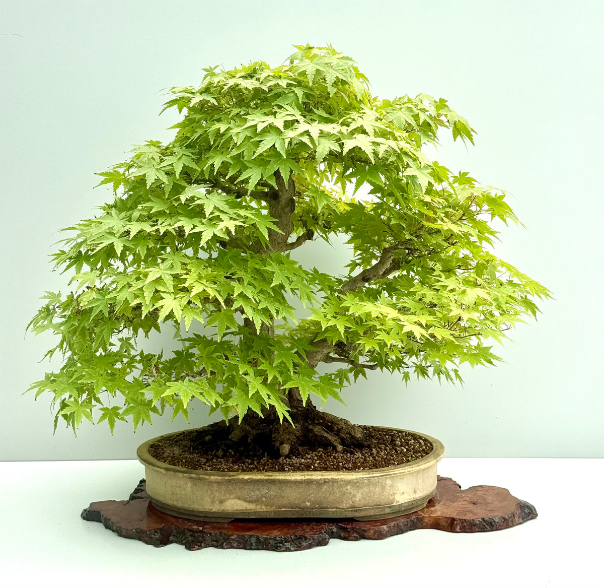 Mountain Maple Bonsai – Exhibition Specimen in Gordon Duffett Pot - 68cm