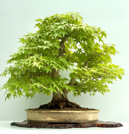 Mountain Maple Bonsai – Exhibition Specimen in Gordon Duffett Pot - 68cm
